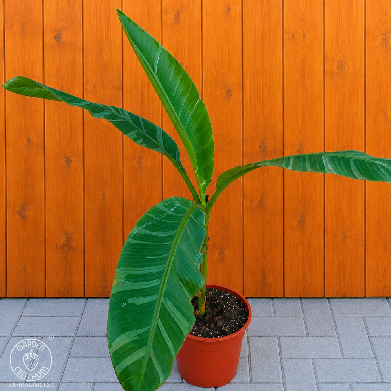 Obrázok Banánovník panašovaný (Musa acuminata) ´NONO HOT PINK´ - výška 70-90 cm, kont. C10L